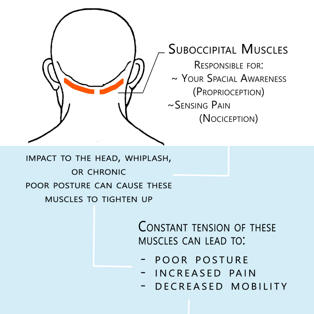 AtlasBIOvib suboccipital muscles